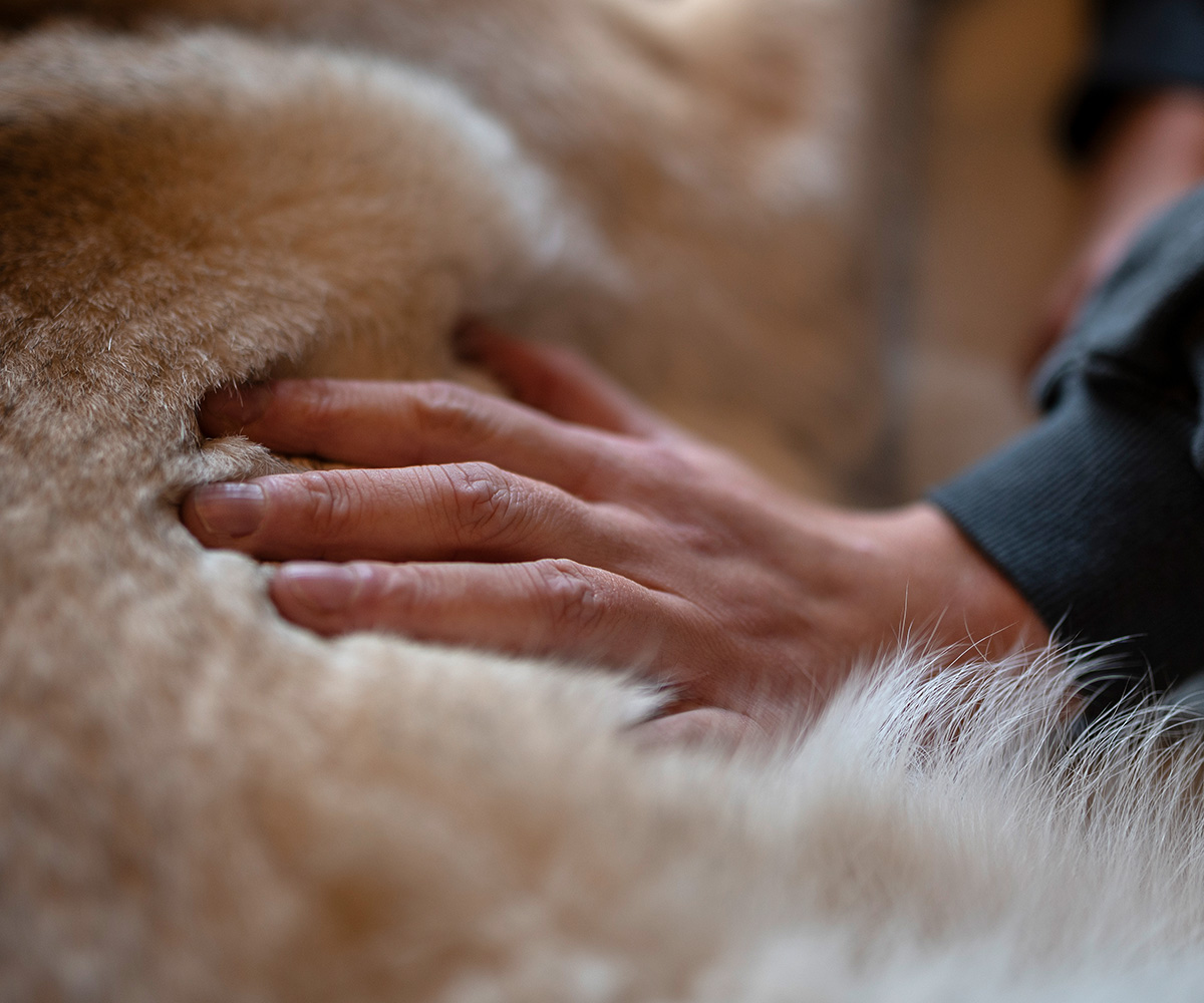 anne-reimer-einander-mensch-hund-coaching