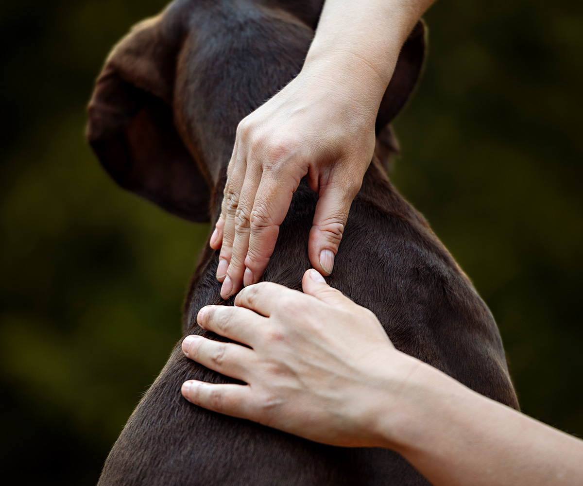 Einzelberatung-Hund-Mensch-Coaching