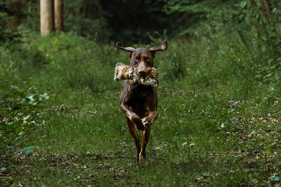 anne-reimer-einander-mensch-hund-coaching