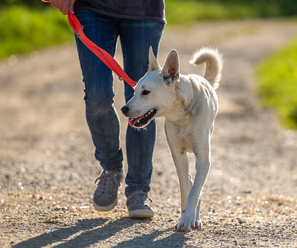 Einander unterwegs, Hunderunde, Social Walk,  Ostfriesland
